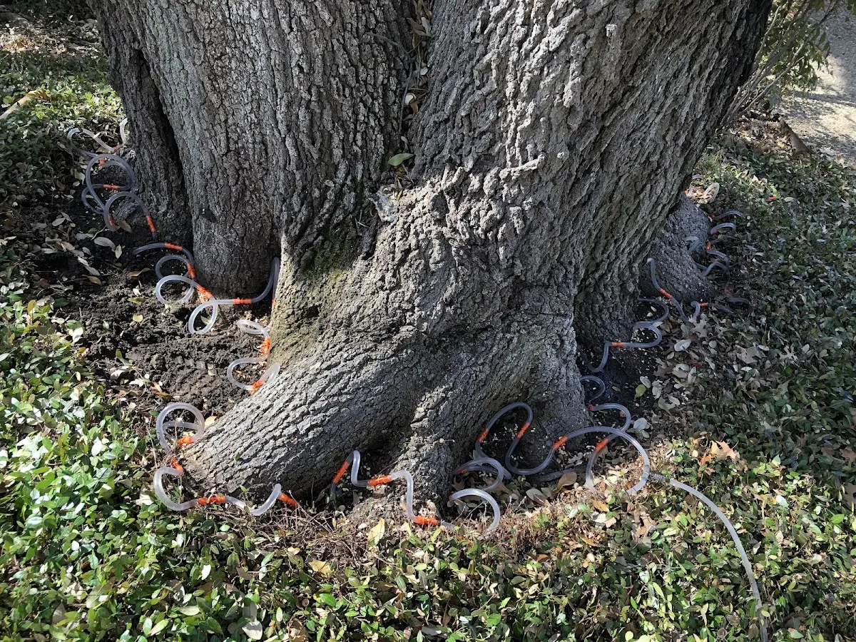 Detailed Tree Cabling and Bracing job site in North Highlands