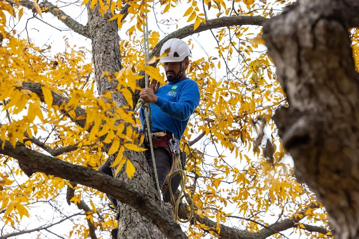 Skilled Tree Pruning crew working in North Highlands
