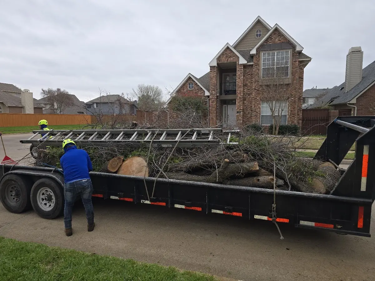 Expert Tree Fertilization with proper safety equipment in North Highlands